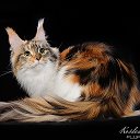 Barbaross maine coons