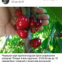 Руслан Черкашин Саженцы плодовых культур