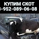 КУПИМ СКОТ ТВЕРЬ 8-952-089-06-08