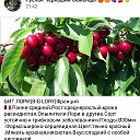 Руслан Черкашин Саженцы плодовых культур