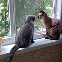 🐾сфинксята и шотландские котята🐾🐈‍⬛