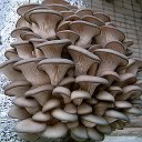 Свежие грибы Вешенки