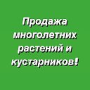 Егор Т(продажа растений)