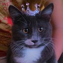 частный приют queen cat