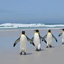 пингвины л