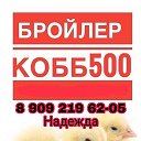 БРОЙЛЕР КОББ500 НАГОРНОЕ Тербунский р-он