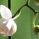 Орхидея Цветочек
