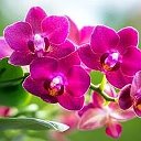 Nata Orchids
