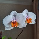 Alina Орхидеи