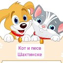 Приют Кот и Пес В Шахтинске