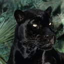 Nigrum Panthera