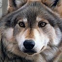 Вольная Волчица