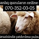 Quebanliq Quzular