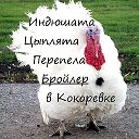 Кокоревский Цыпленок