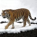 Тигр Здесь