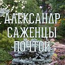 Александр Саженцы почтой