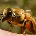 KUZOVATOVO -  пчеловоды, огородники, виноградари