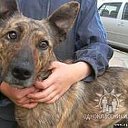 Помощь бездомным животным в Минске. Животные в дар