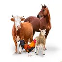 Объявления о сельско-хозяйственных животных