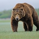 Русские Медведи Лучшие.