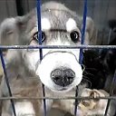 Якутята. Спасение щенков из Якутского ППБЖ