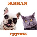 🐕🐕🐕 ЖИВАЯ ГРУППА 🐈🐈🐈