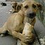 Помощь бездомным животным - Алексеевка