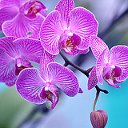 Орхидеи (((Фаленопсис)))