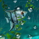Домашний аквариум: аквариумные рыбки скалярии