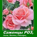 Саженцы, цветы. РОЗЫ, Лилии. Минск, Беларусь