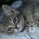 Помощь бездомным животным. Сайт: kuban-pets.ру