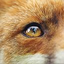 Fox Eyes