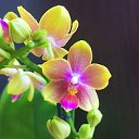 Орхидеи Беларусь