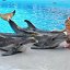 Дельфинотерапия в Партените ( Крым)