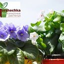 Комнатные растения Gorchechka