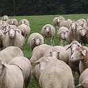 Овцы породы Мериноланд