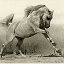 Лошади и конный спорт
