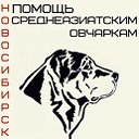 Помощь среднеазиатским овчаркам