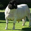 Овцы породы Дорпер