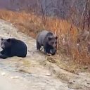 Тайга да километры  Томская обл (Присоединяйтесь)