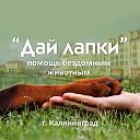 Помощь бездомным животным Дай лапки ( Калининград)