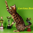 Бенгальские котята из питомника LorAna Beng