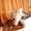 Маячок- мини приют для бездомных собак Кемерово