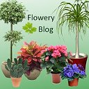 Flowery-Blog - все о цветах!