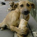 Помощь бездомным животным - Алексеевка