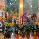 Орхидеи фаленопсис самые прекрасные цветы