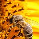 Сообщество "Пчеловод"