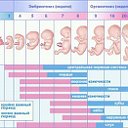 для будущих МАМ все про малыша