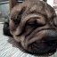 Мой друг Шарпей или SHARPEI MY LIVE