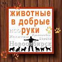 Животные в добрые руки  ZОО-54 Новосибирск